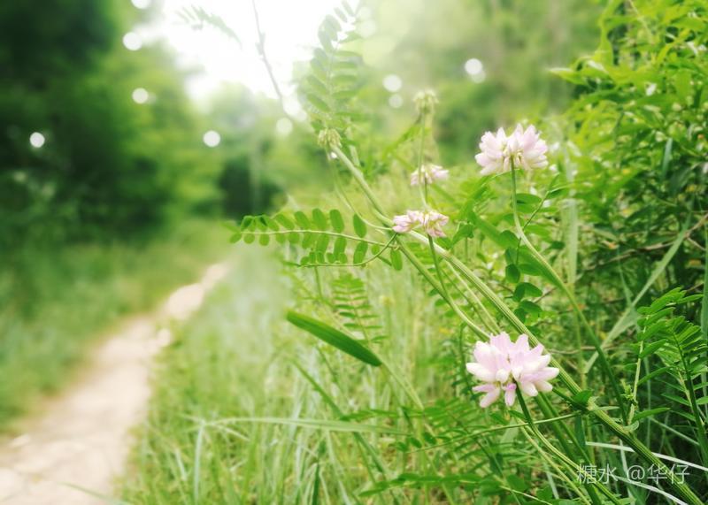 春草阶下歇 夏花树底疏 18的初夏