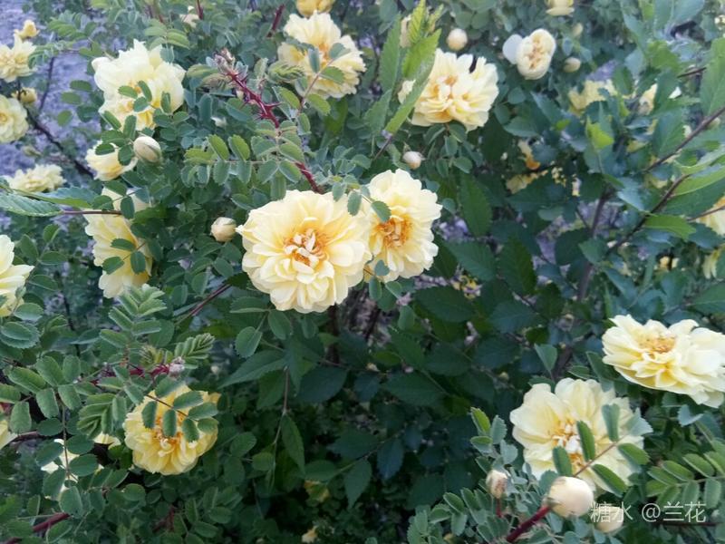 五月蔷薇花儿开