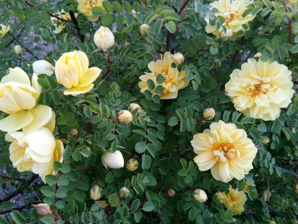 五月蔷薇花儿开