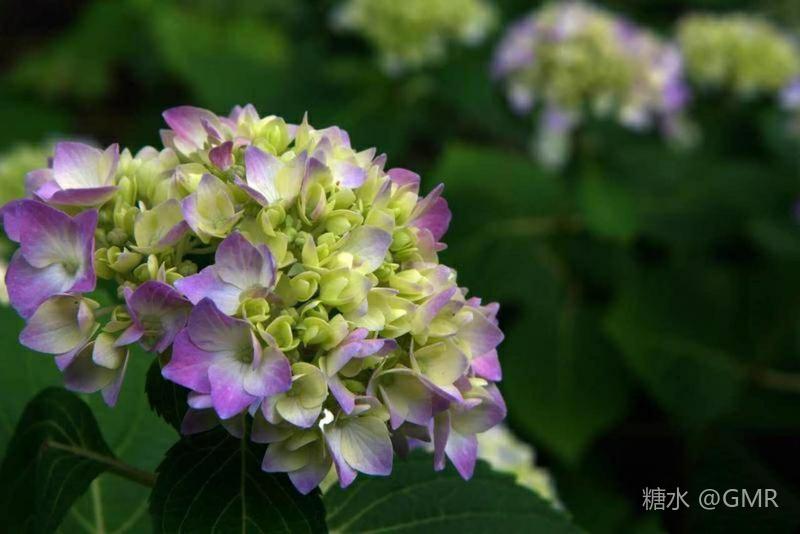 花卉摄影小品 绣球花