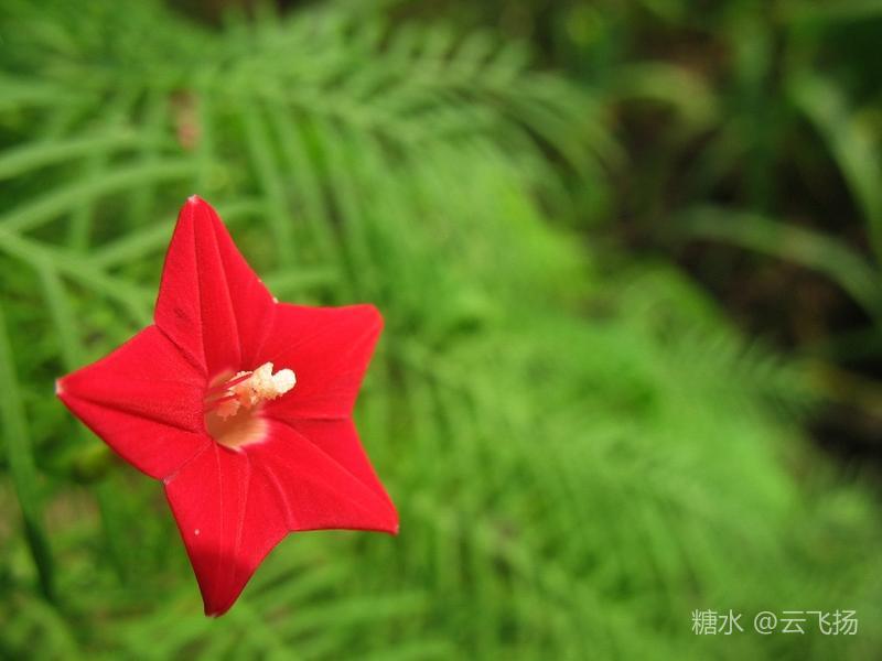 茑萝松开花