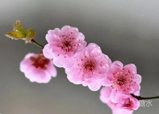 阳春二月江南梅花香