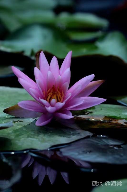 莲与荷 圣洁的花朵