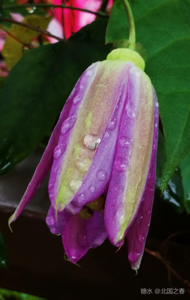 浪漫紫色 西番莲