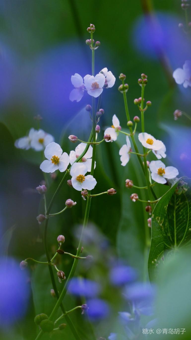 慈姑花 水生植物