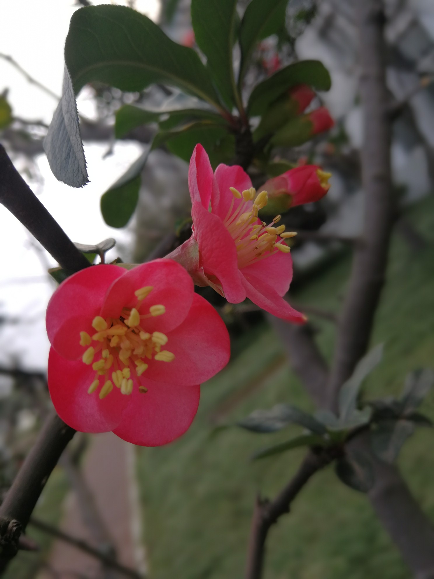 百科海棠花 学名 Malus Spectabilis Ait Borkh 乔木 高可达8米 小