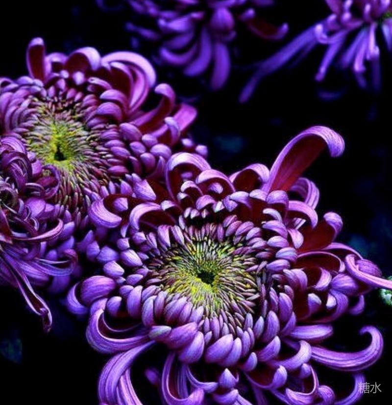 金秋時節菊花花 一花一詩令人醉