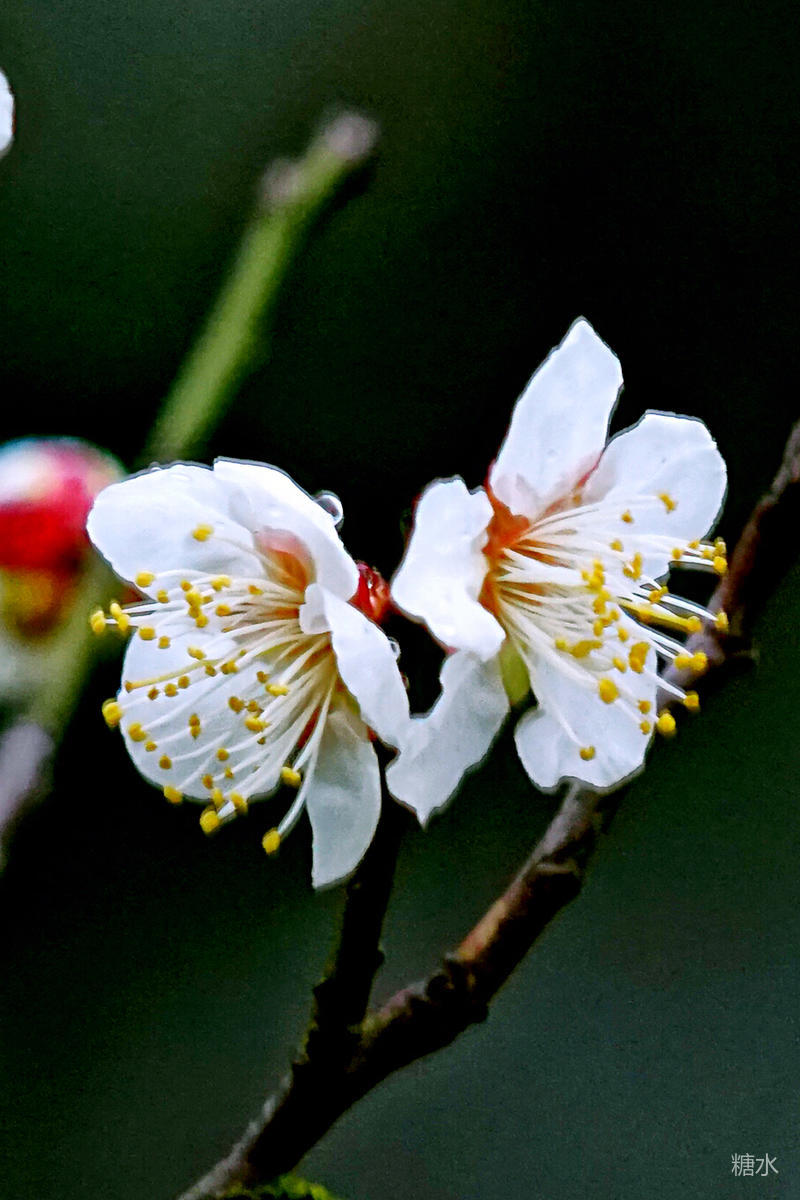 將谢的梅花