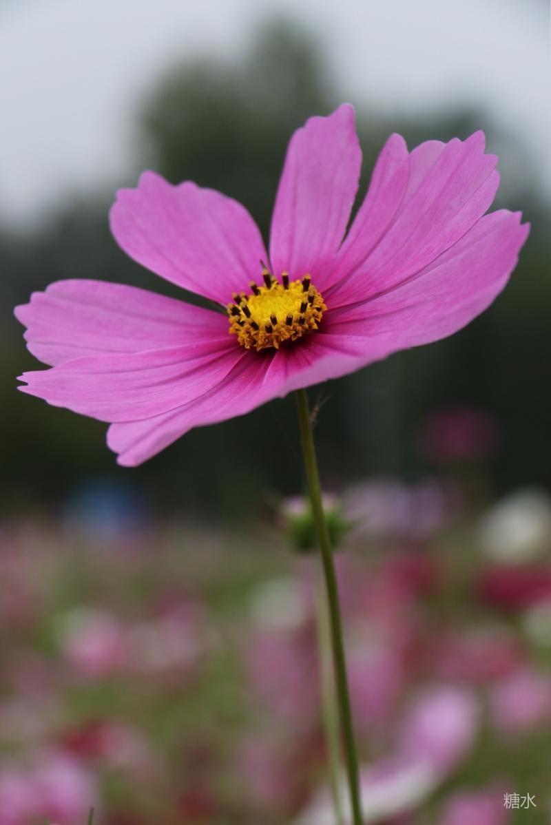 秋日雨后的波斯菊