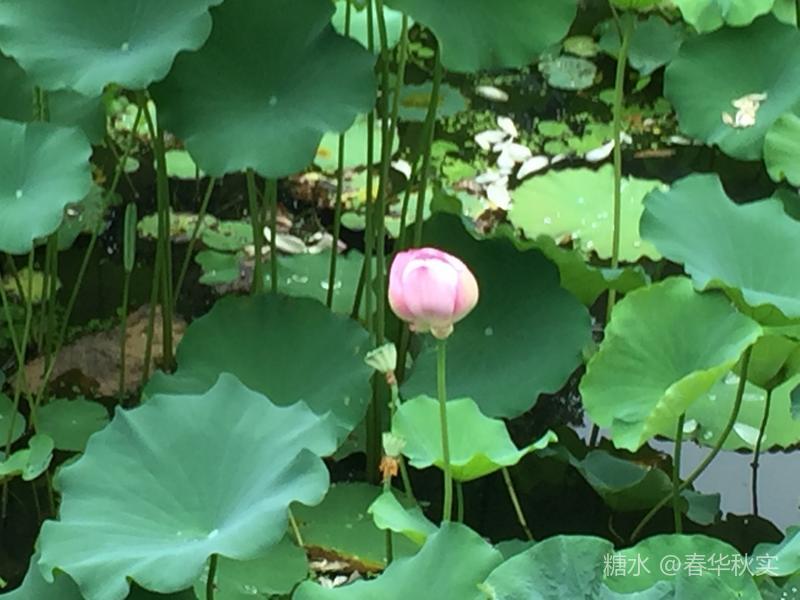 莲花香起 心中涟漪