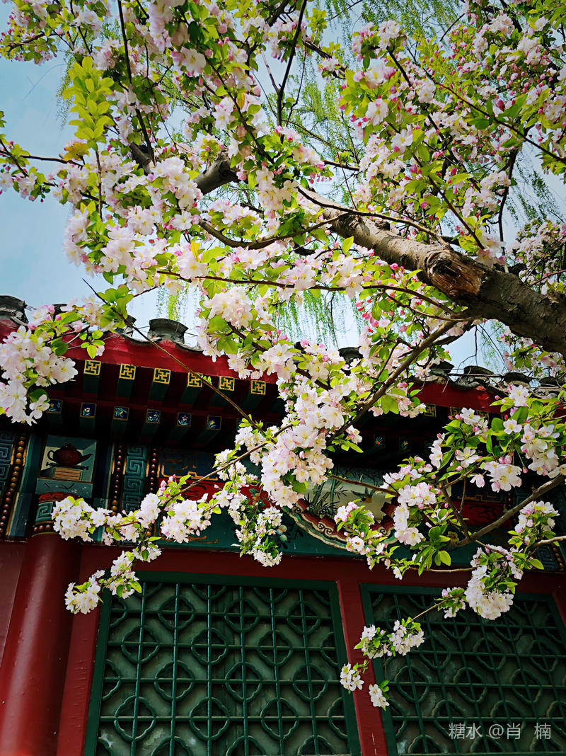 海棠花开 时间 4月9日中午 手机摄于海棠花溪