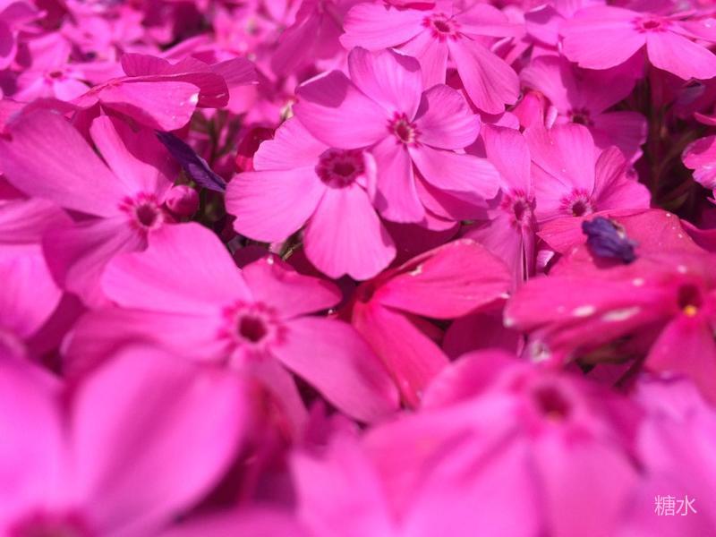 色彩海洋 芝樱的世界