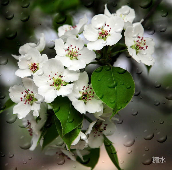 梨花带雨 牧歌