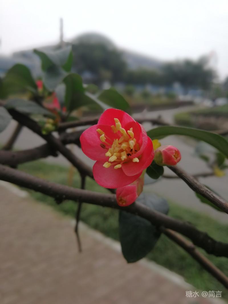 百科海棠花 学名 Malus Spectabilis Ait Borkh 乔木 高可达8米 小