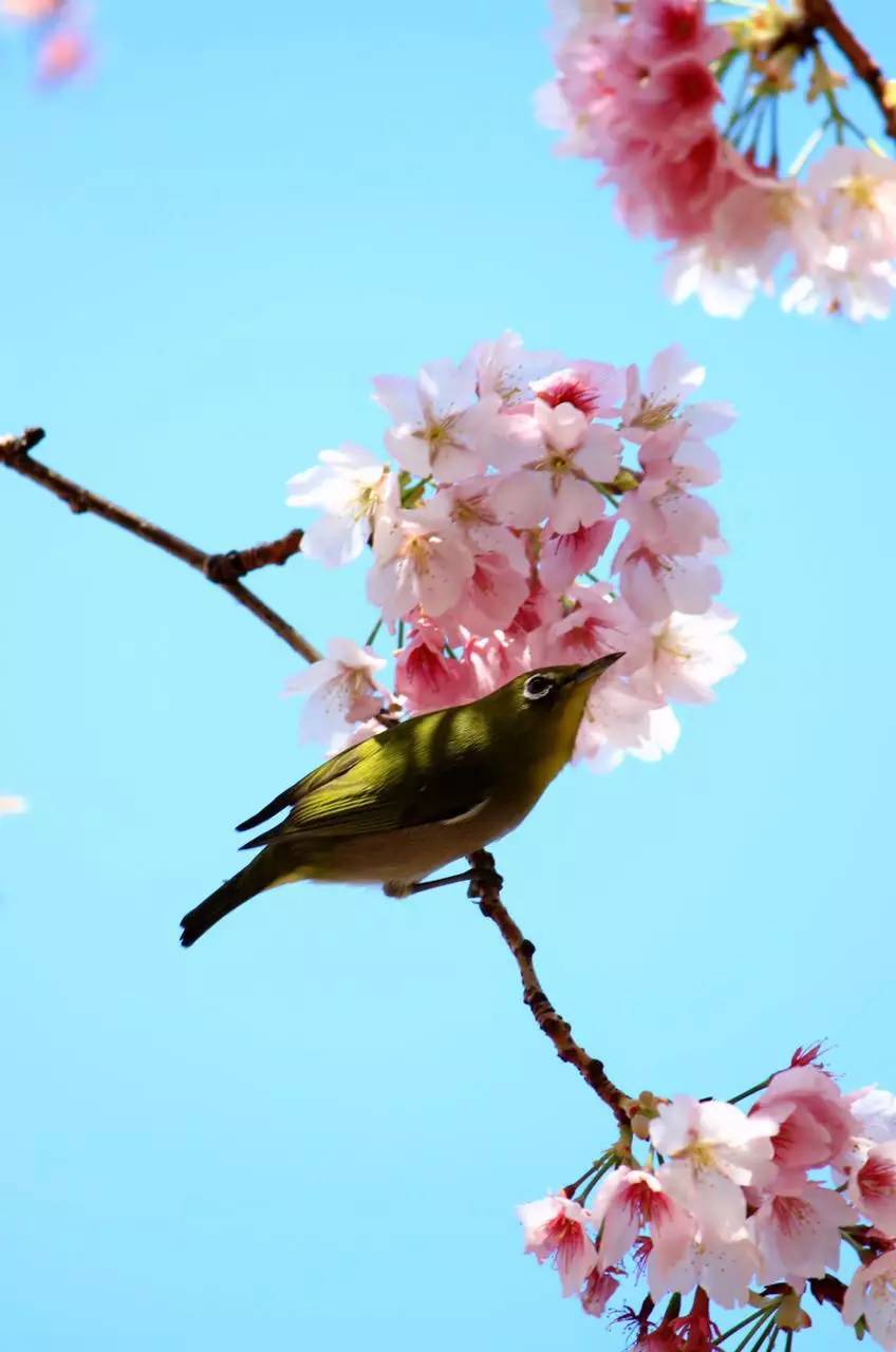 东京上野樱花国人杂技