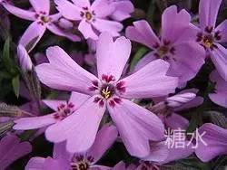 色彩海洋 芝樱的世界