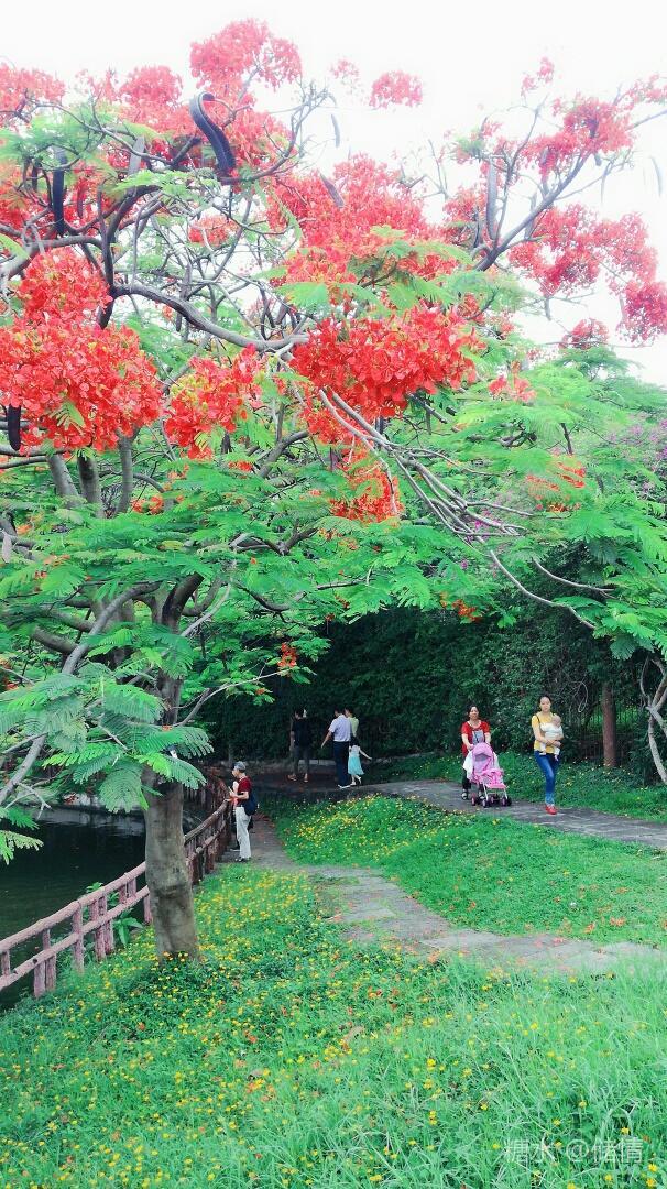 凤凰花许你一树南国红