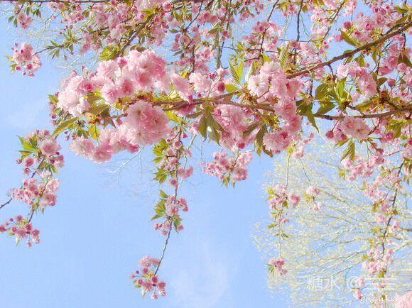 三月花语