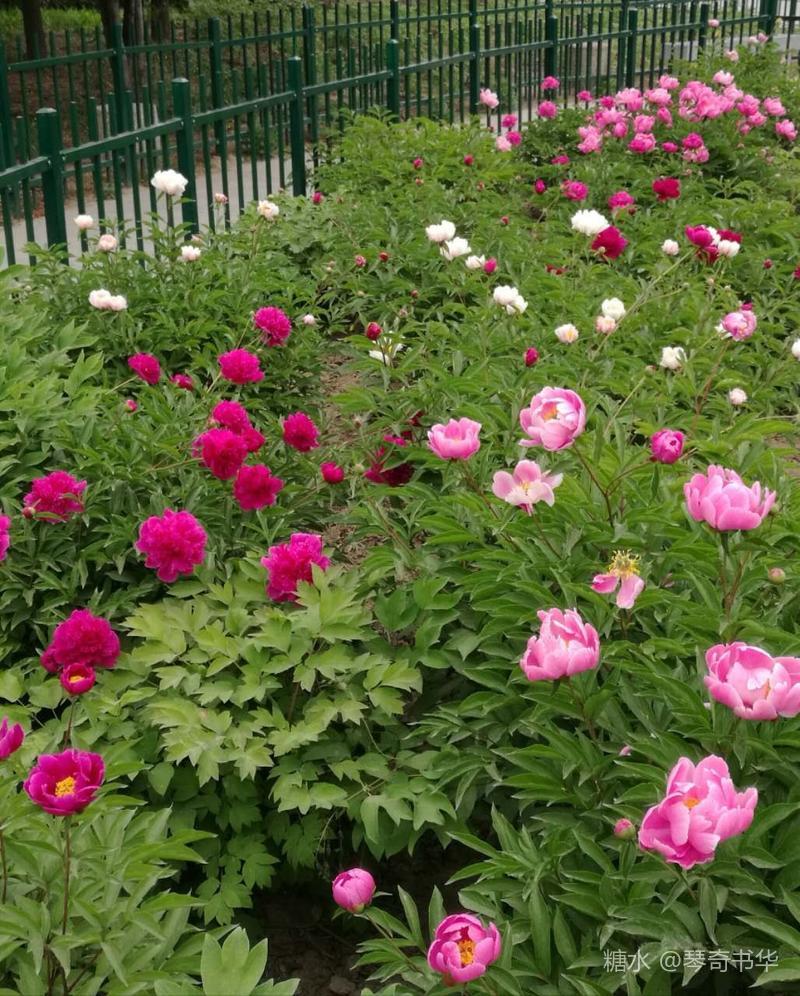 娇艳欲滴芍药花