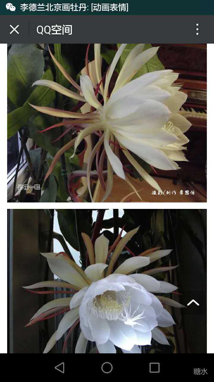 昙花一现