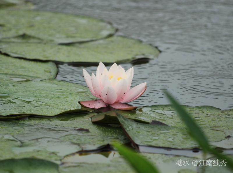 雨中问莲