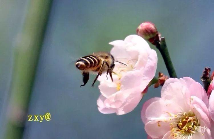 阳春二月江南梅花香