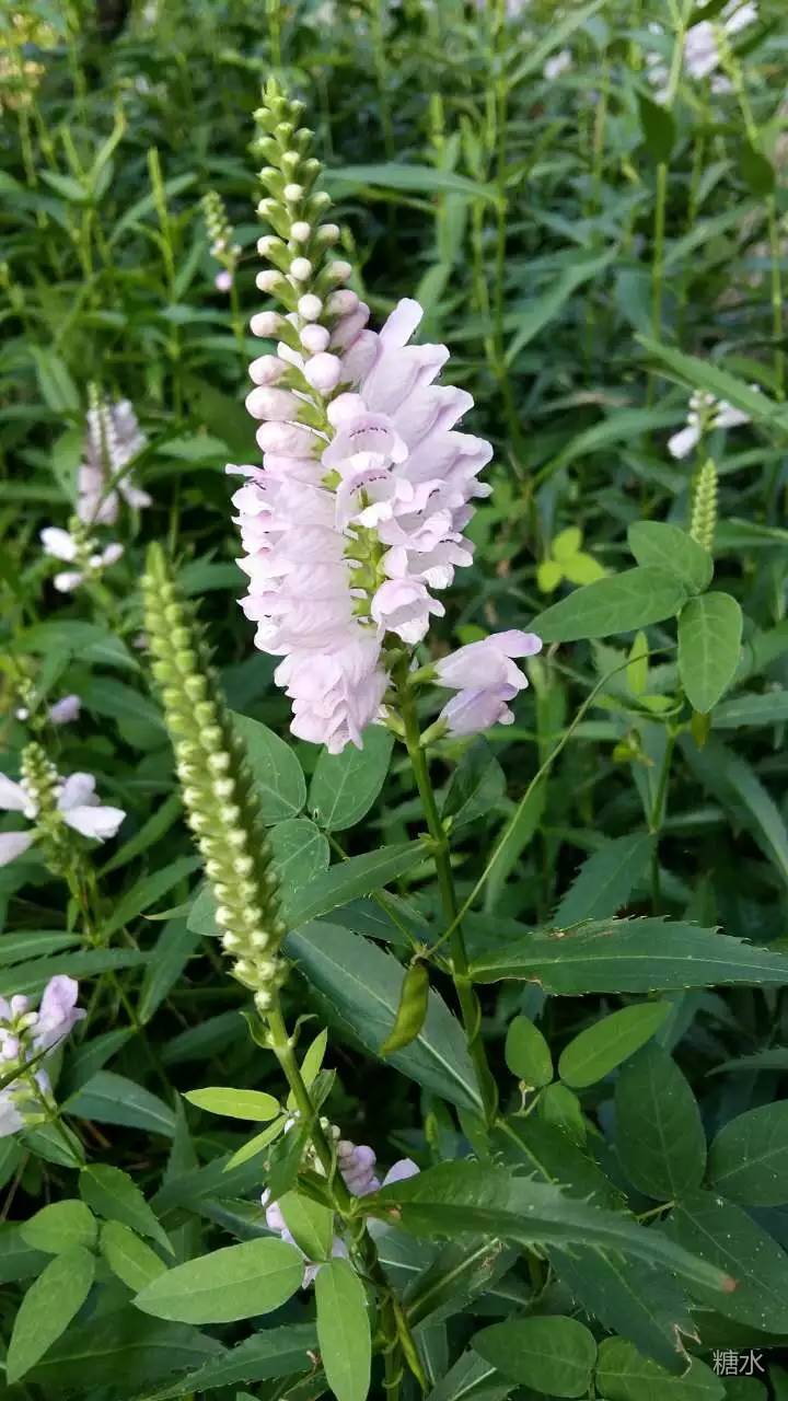 夏花 野草 万象文化传媒同题